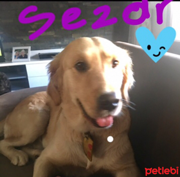 Golden Retriever, Köpek  Sezar fotoğrafı