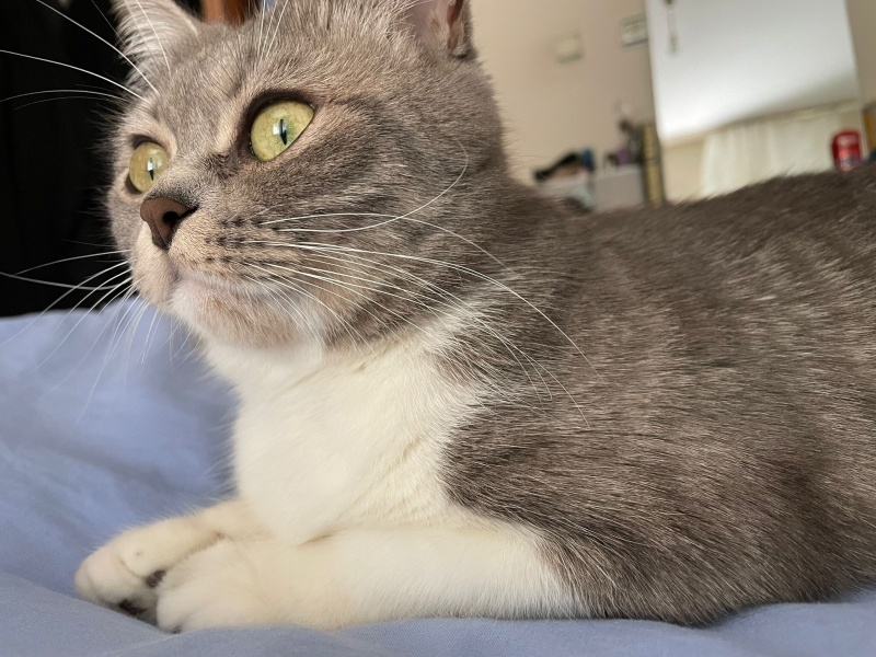 Tekir Kedi, Kedi  dobby fotoğrafı