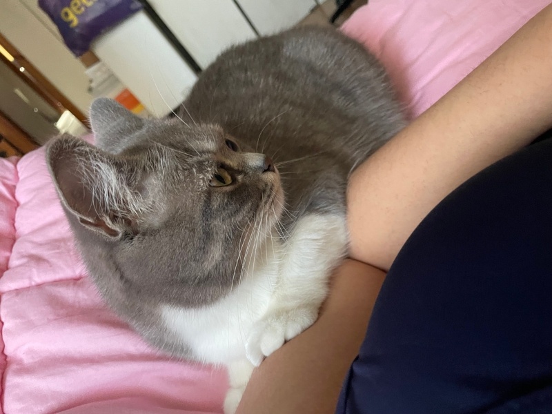 Tekir Kedi, Kedi  dobby fotoğrafı