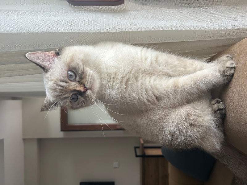 British Longhair, Kedi  Pamuk fotoğrafı