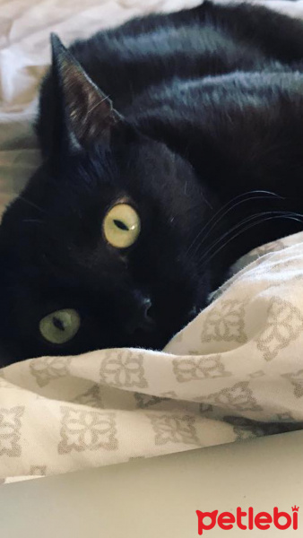 Bombay, Kedi  Sia fotoğrafı