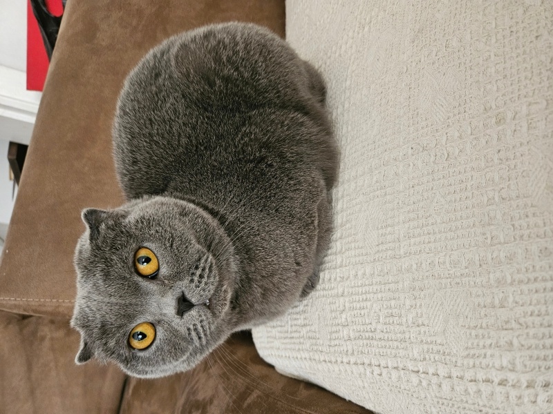 Scottish Fold, Kedi  Balım fotoğrafı