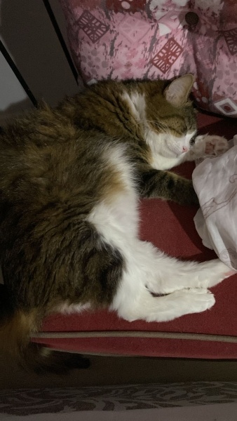 Tekir Kedi, Kedi  kirke fotoğrafı