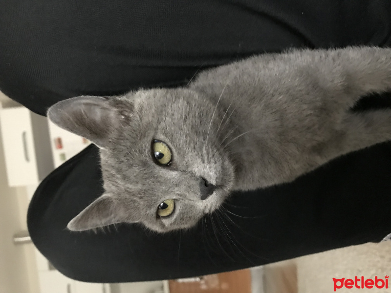Mavi Rus, Kedi  Natalia fotoğrafı