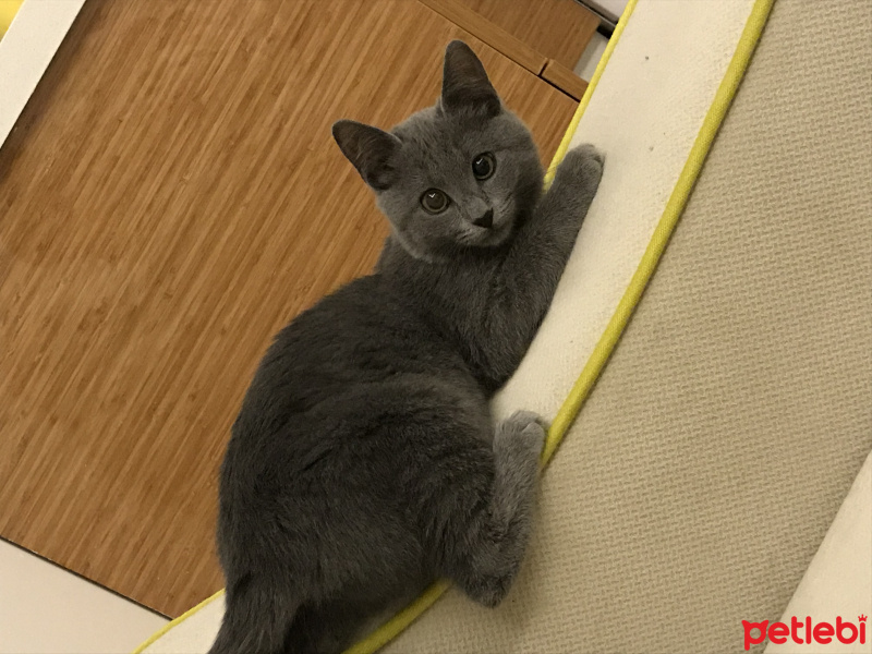 Mavi Rus, Kedi  Natalia fotoğrafı