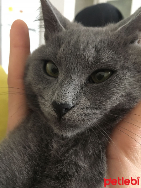 Mavi Rus, Kedi  Natalia fotoğrafı