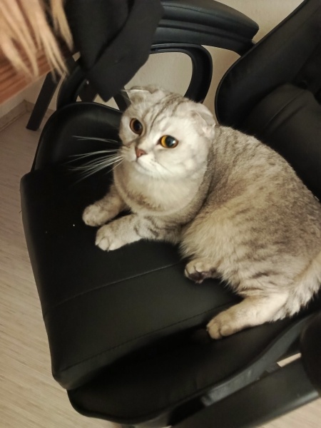 Scottish Fold, Kedi  Sindi fotoğrafı
