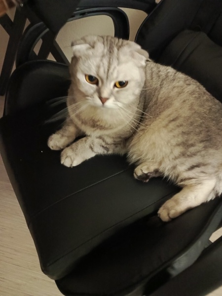 Scottish Fold, Kedi  Sindi fotoğrafı