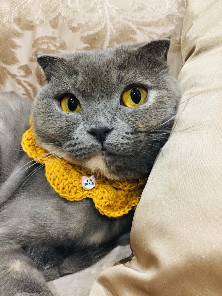Scottish Fold, Kedi  Şirin fotoğrafı