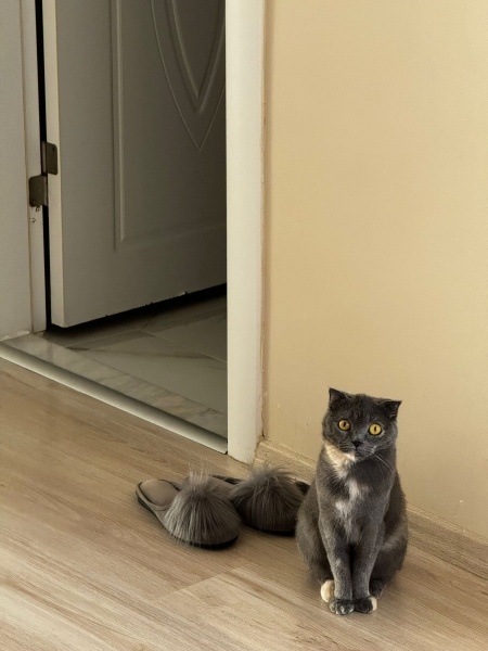 Scottish Fold, Kedi  Şirin fotoğrafı