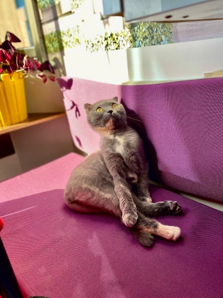 Scottish Fold, Kedi  Şirin fotoğrafı