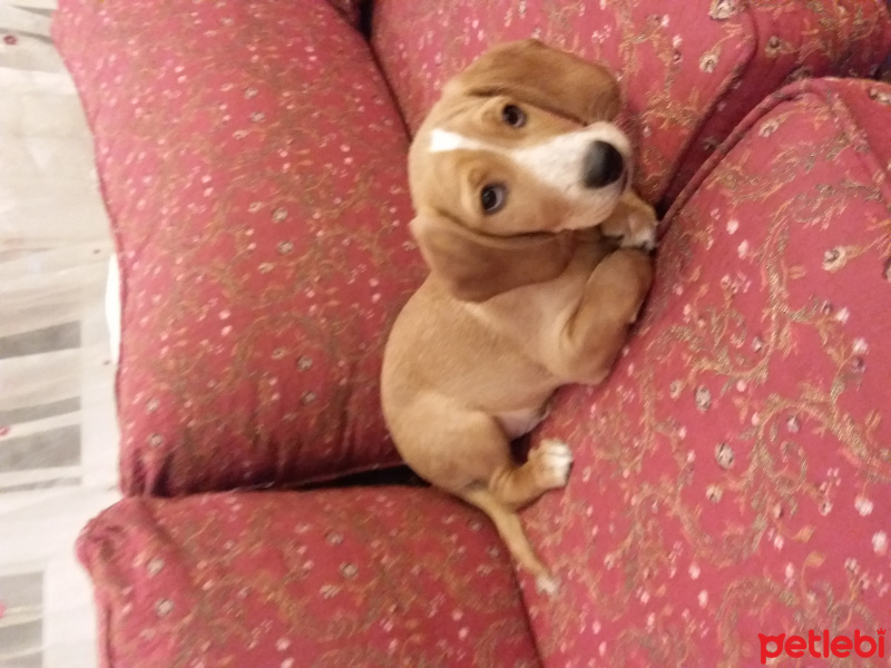 Amerikan Cocker Spaniel, Köpek  juggy fotoğrafı