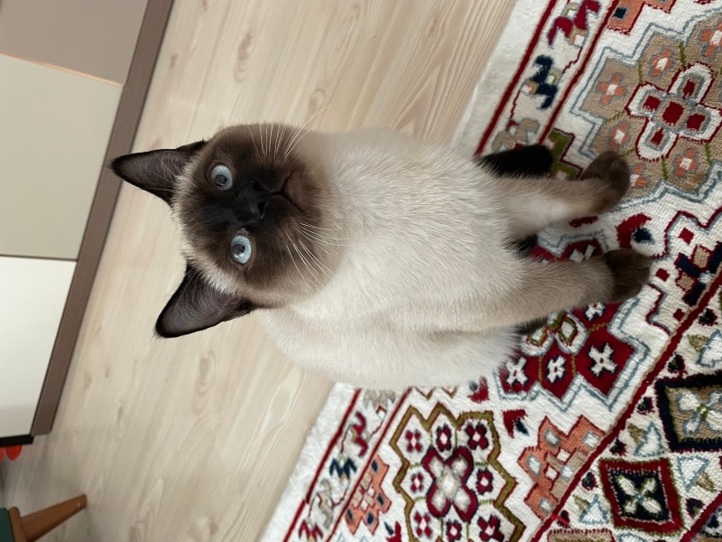 Siyam Kedisi, Kedi  Yogi fotoğrafı