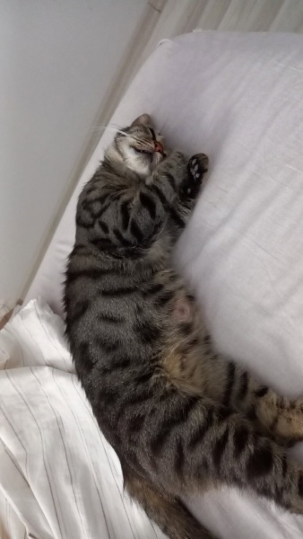 Tekir Kedi, Kedi  Çaça fotoğrafı