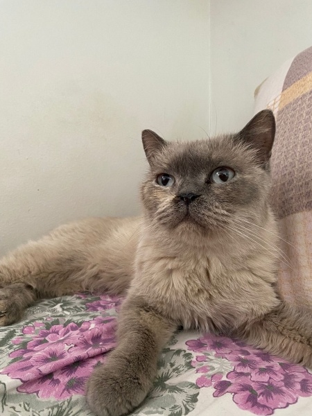 British Shorthair, Kedi  Çakıl fotoğrafı
