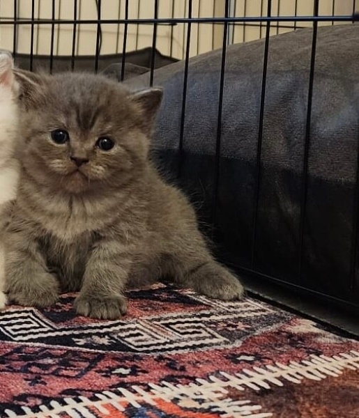 British Shorthair, Kedi  lokum fotoğrafı