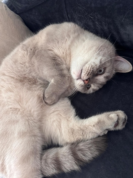 British Shorthair, Kedi  İRİS fotoğrafı