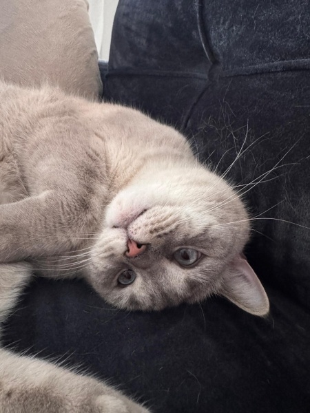 British Shorthair, Kedi  İRİS fotoğrafı