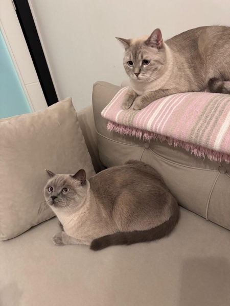 British Shorthair, Kedi  İRİS fotoğrafı