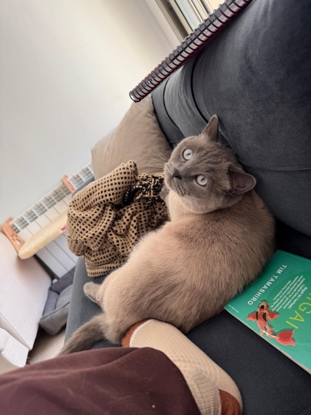 British Shorthair, Kedi  ZEUS fotoğrafı