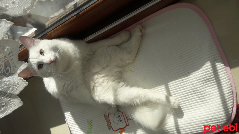 Ankara Kedisi, Kedi  Balım  fotoğrafı