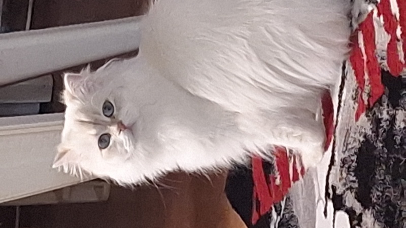 British Longhair, Kedi  Prenses fotoğrafı