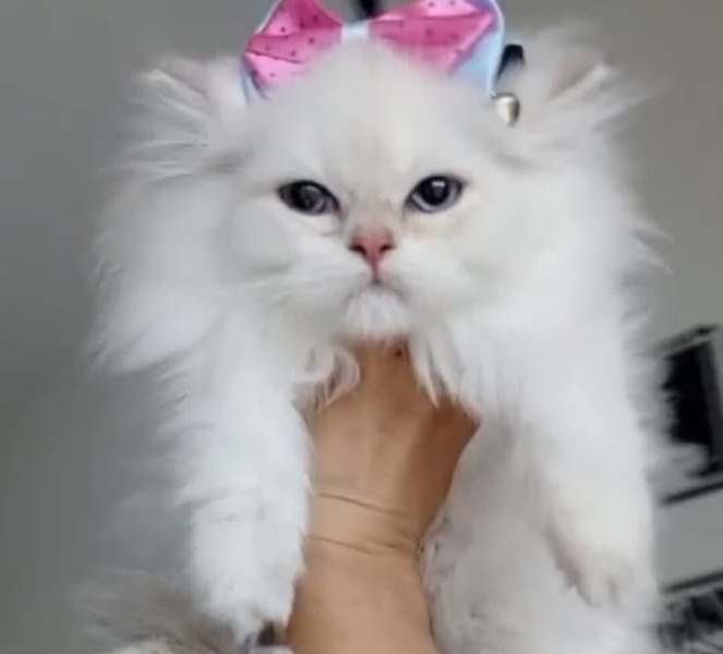 British Longhair, Kedi  Prenses fotoğrafı