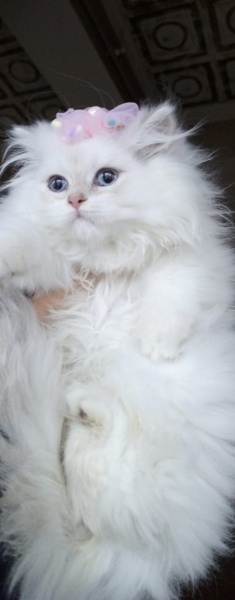 British Longhair, Kedi  Prenses fotoğrafı