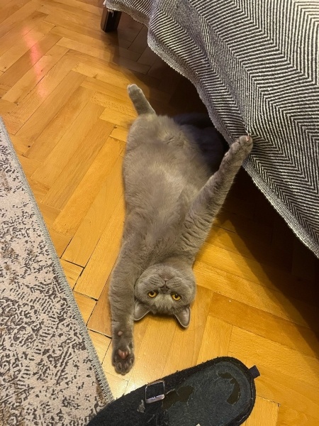 British Shorthair, Kedi  Latte fotoğrafı