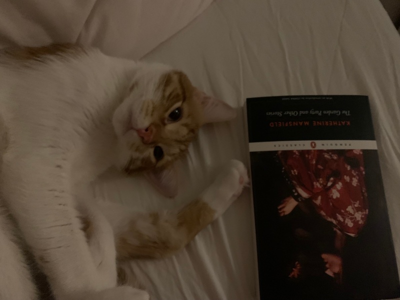 Tekir Kedi, Kedi  Lucky fotoğrafı