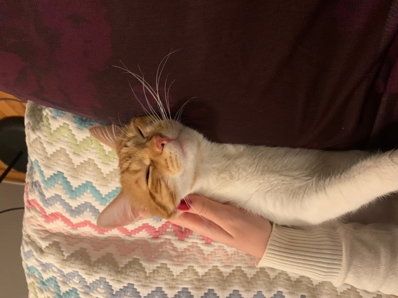 Tekir Kedi, Kedi  Lucky fotoğrafı