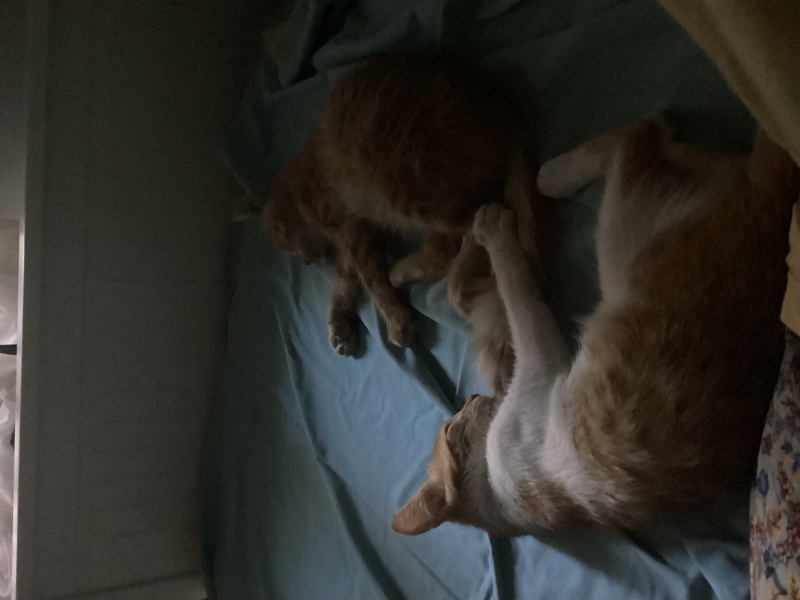 Tekir Kedi, Kedi  Lucky fotoğrafı