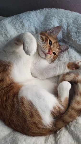 Tekir Kedi, Kedi  Lucky fotoğrafı