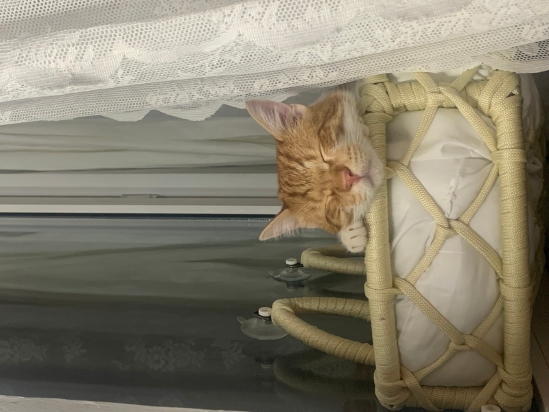 Tekir Kedi, Kedi  Lucky fotoğrafı