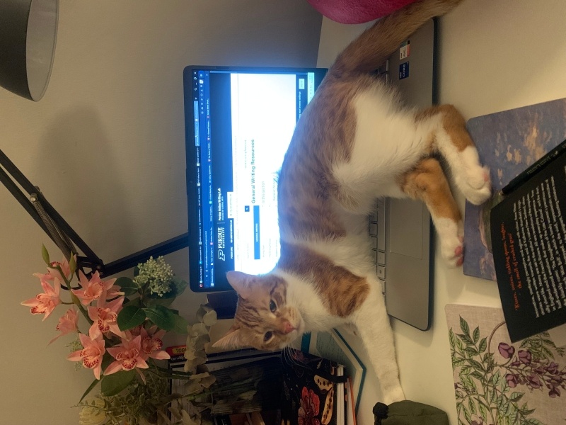 Tekir Kedi, Kedi  Lucky fotoğrafı