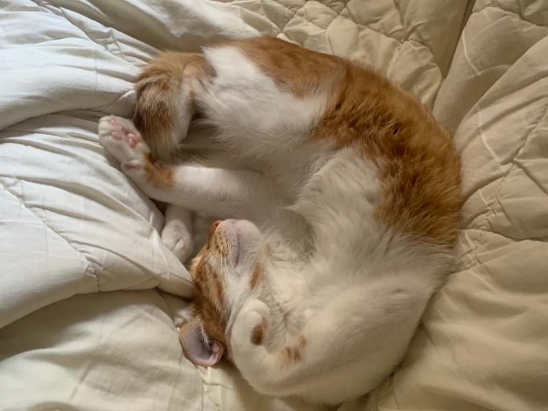 Tekir Kedi, Kedi  Lucky fotoğrafı