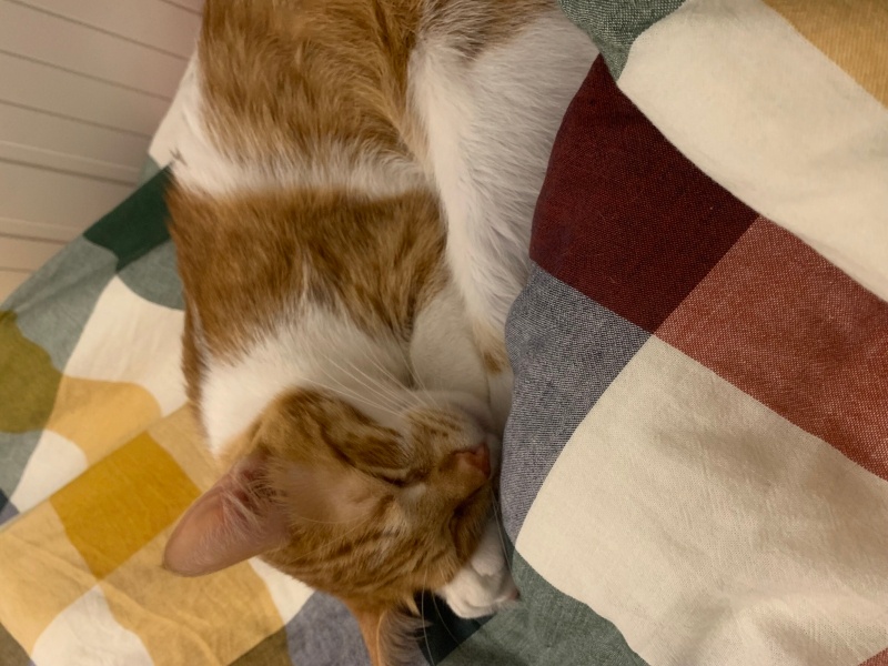 Tekir Kedi, Kedi  Lucky fotoğrafı