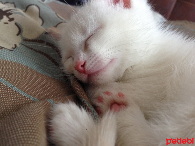 Ankara Kedisi, Kedi  Mei fotoğrafı