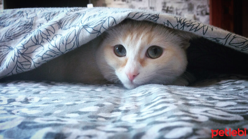 Ankara Kedisi, Kedi  Mei fotoğrafı