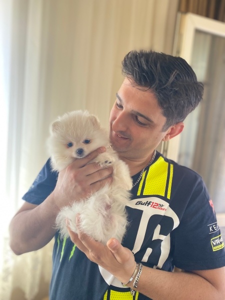 Pomeranyalı, Köpek  Speed fotoğrafı