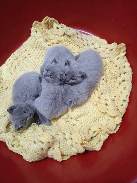 British Shorthair, Kedi  Prenses ler fotoğrafı
