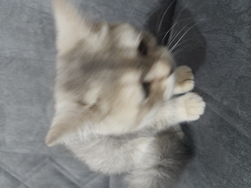 British Shorthair, Kedi  Fistik fotoğrafı