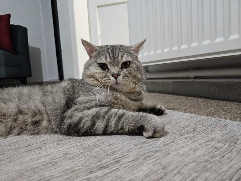 Scottish Fold, Kedi  Duman fotoğrafı