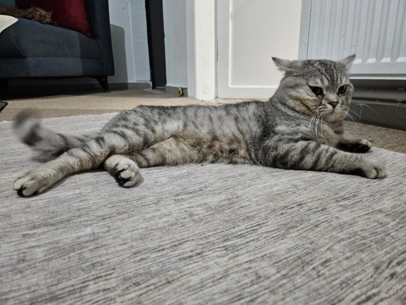 Scottish Fold, Kedi  Duman fotoğrafı