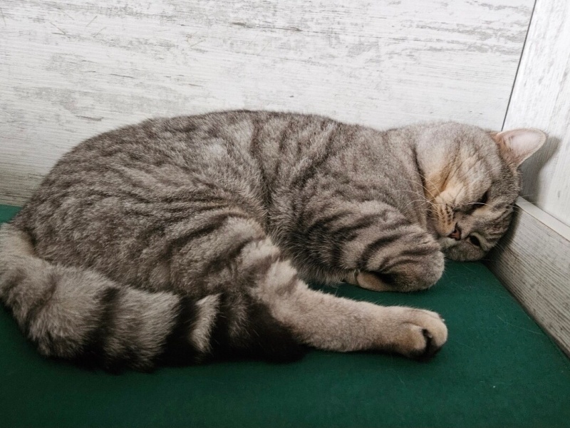 Scottish Fold, Kedi  Duman fotoğrafı