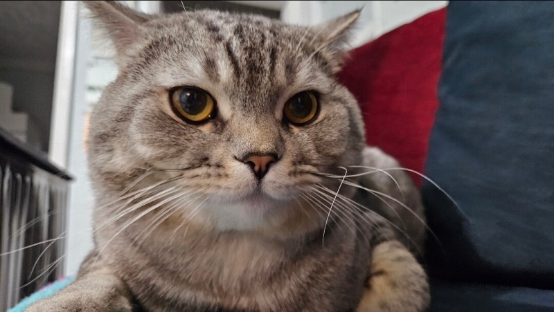 Scottish Fold, Kedi  Duman fotoğrafı