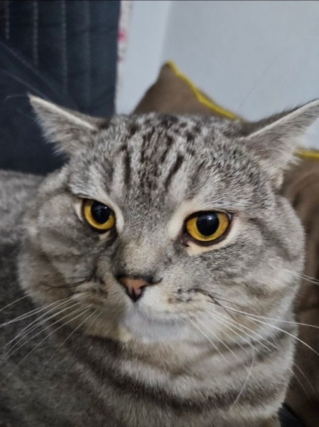 Scottish Fold, Kedi  Duman fotoğrafı