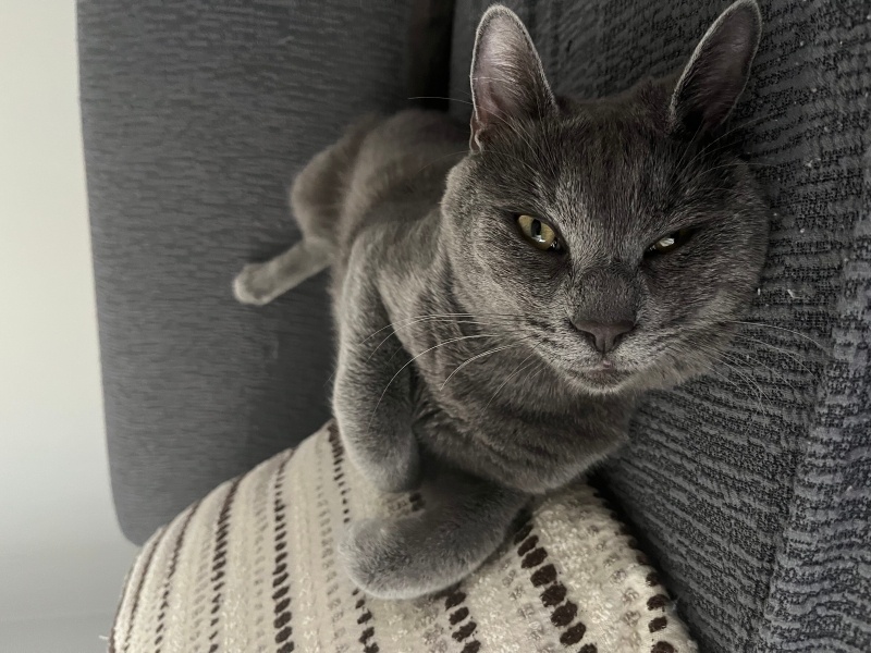 British Shorthair, Kedi  ASLAN fotoğrafı