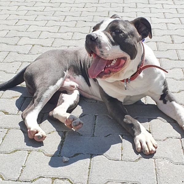 Amerikan Bulldog, Köpek  Atlas fotoğrafı