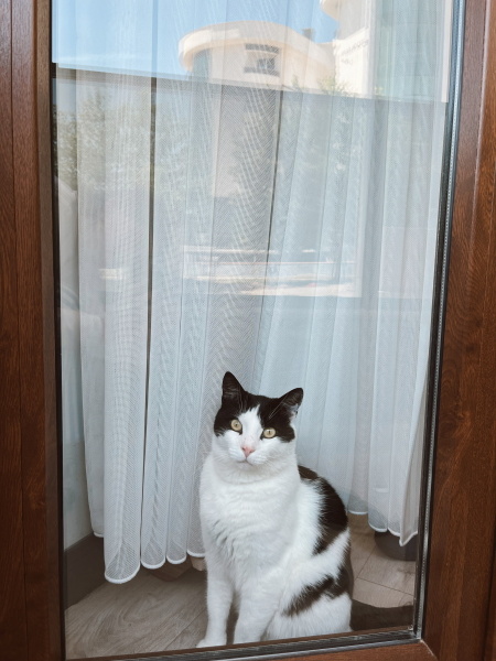 Tekir Kedi, Kedi  Milka fotoğrafı